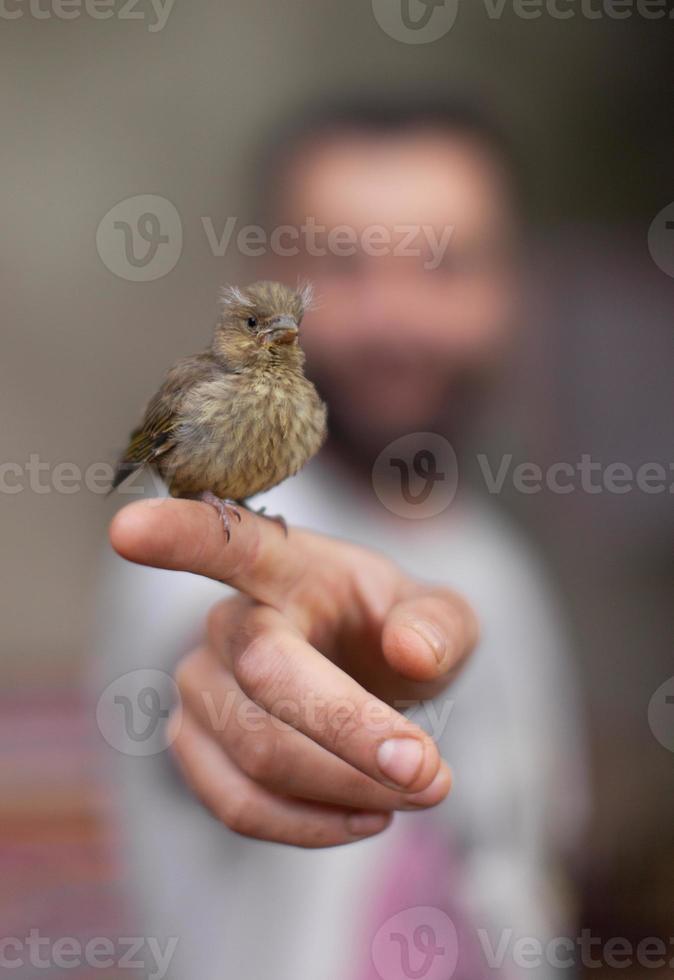 un pequeño gorrión recién nacido se sienta en el dedo de una persona, confianza y protección de los animales. foto