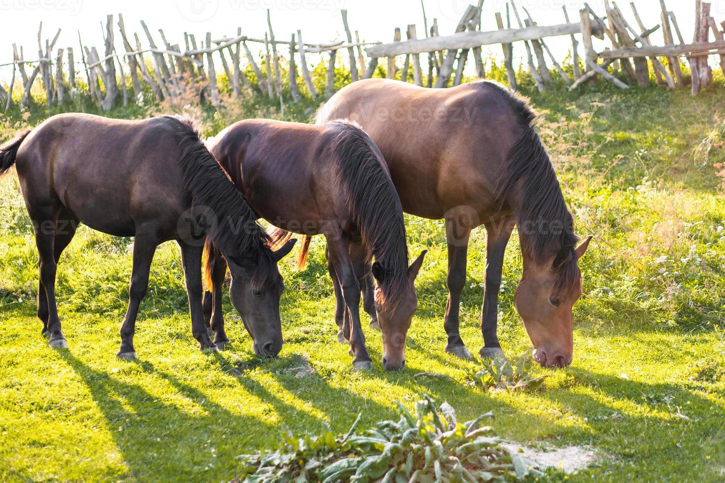 beautiful horses graze in the pasture photo