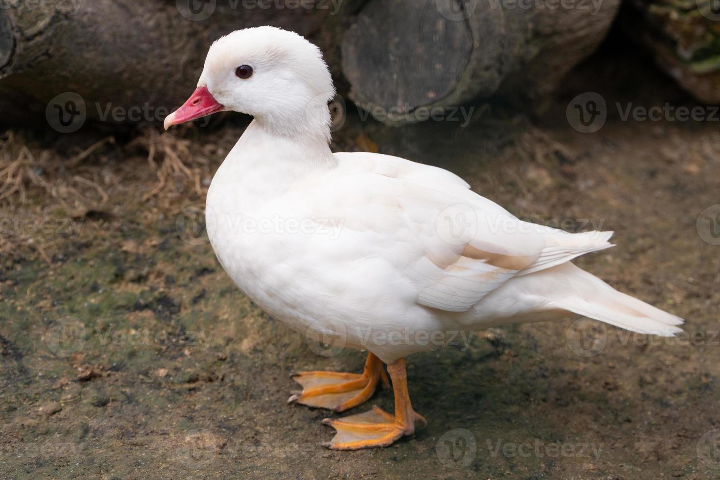 beautiful close up white duck photo