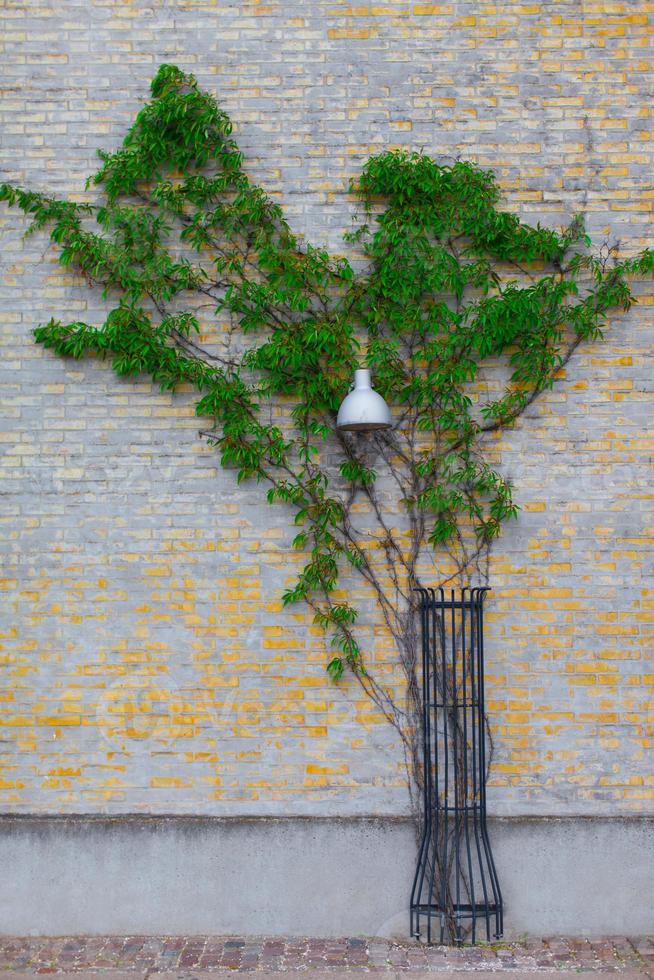 Green ivy in the form of tree stretches along a brick wall, street lamp. photo