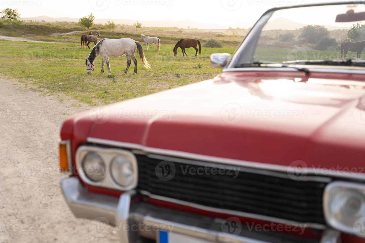 old red cabriolet on the background of horses in the pasture. photo