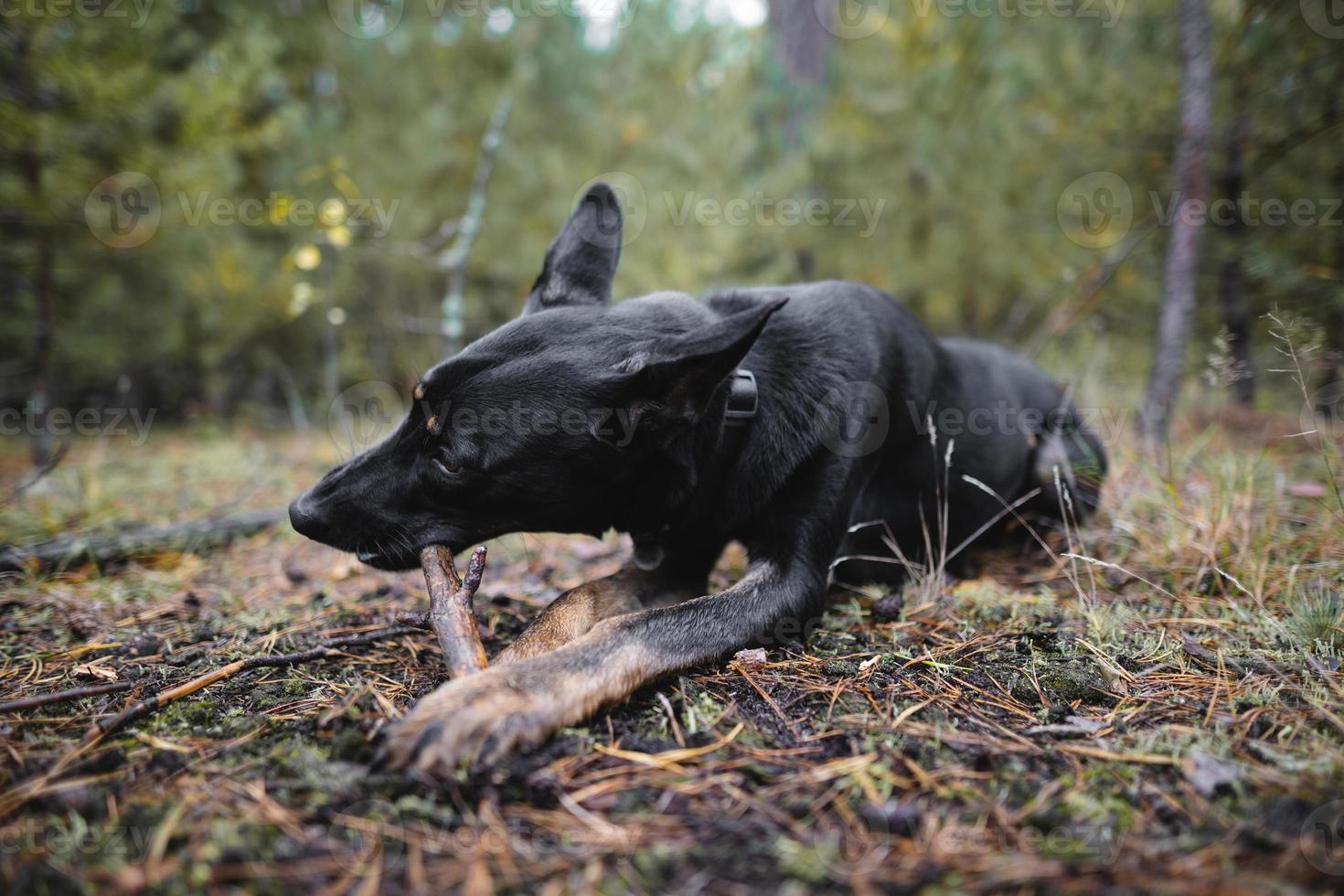 young black purebred dog gnaws a stick in the forest. photo