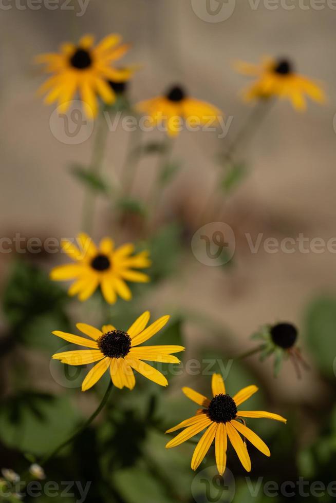 beautiful yellow rudbeckia flowers grow in the garden. photo