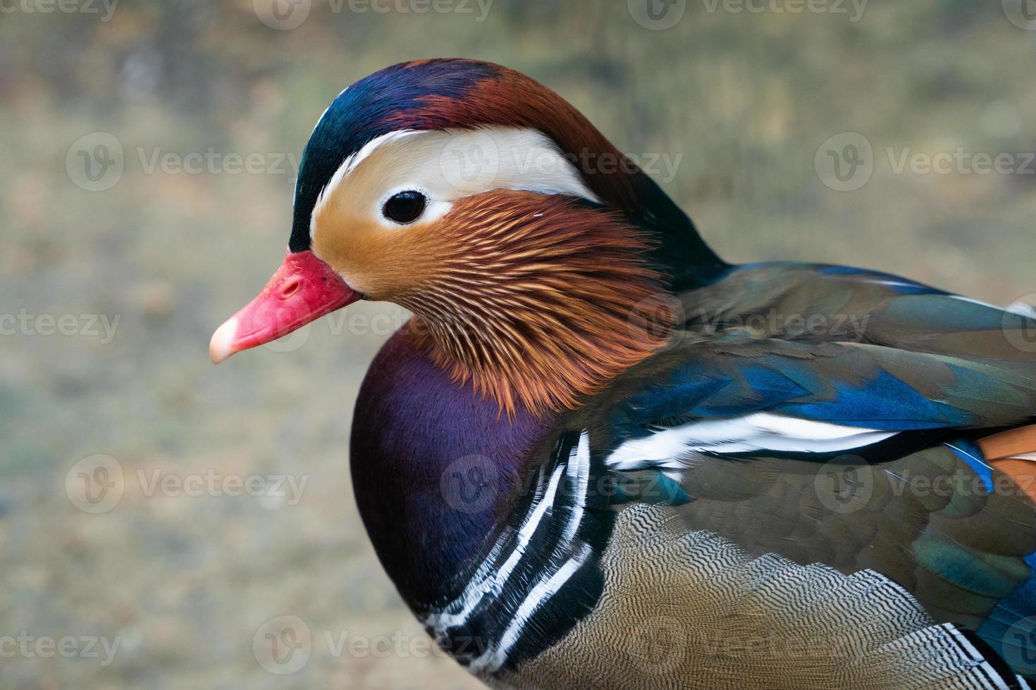 beautiful close up mandarin duck photo