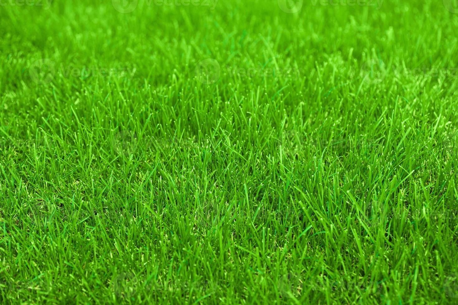 fresh spring lawn green grass for background photo