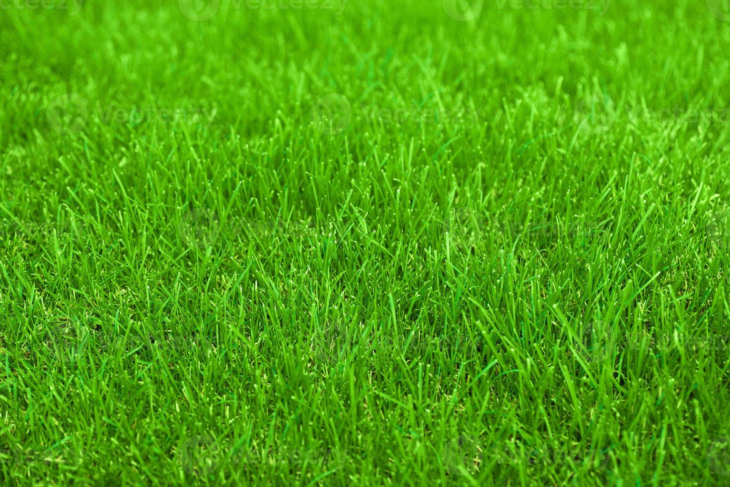 fresh spring lawn green grass for background photo