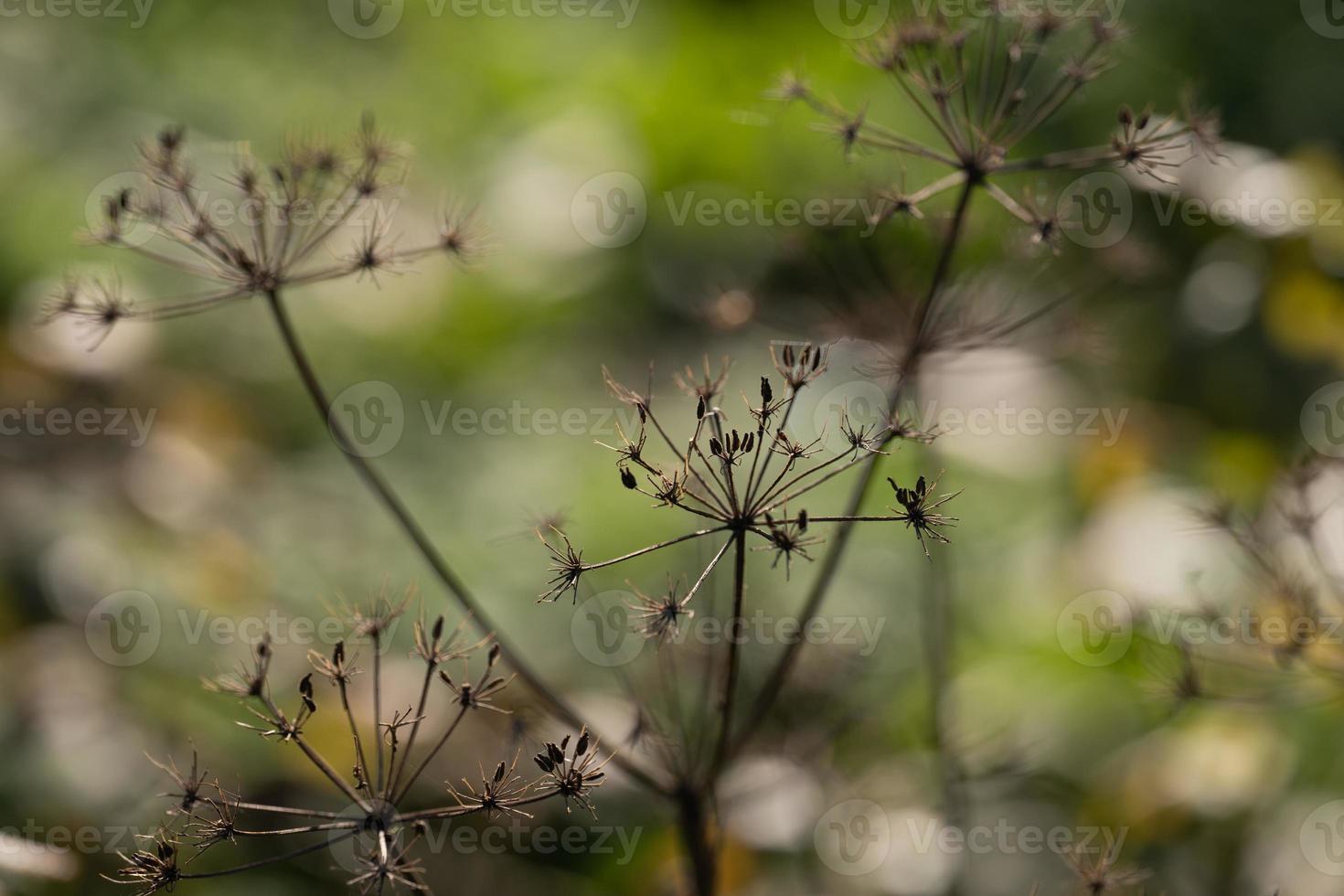 beautiful dried stems of plants with flowers are used for decoration. photo