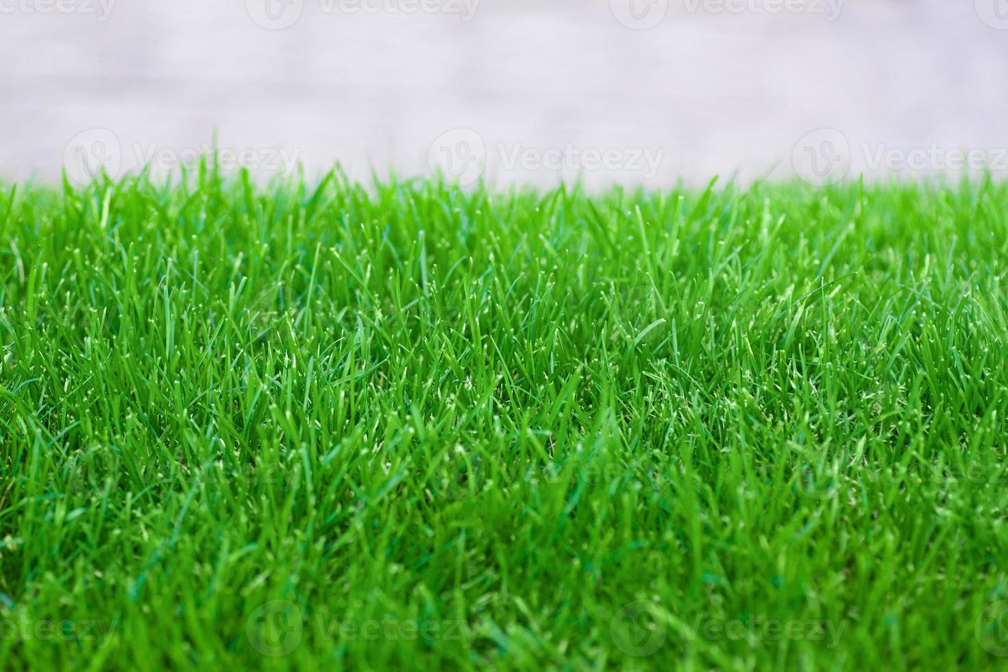 fresh spring lawn green grass for background photo