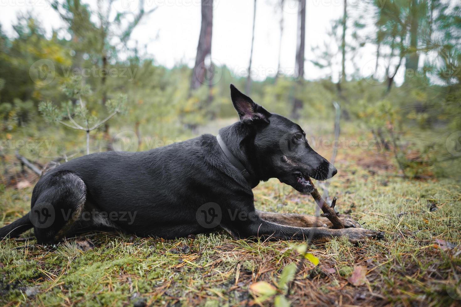 young black purebred dog gnaws a stick in the forest. photo