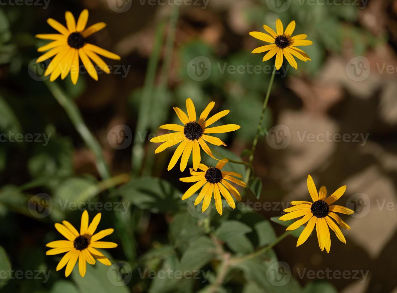 beautiful yellow rudbeckia flowers grow in the garden. photo