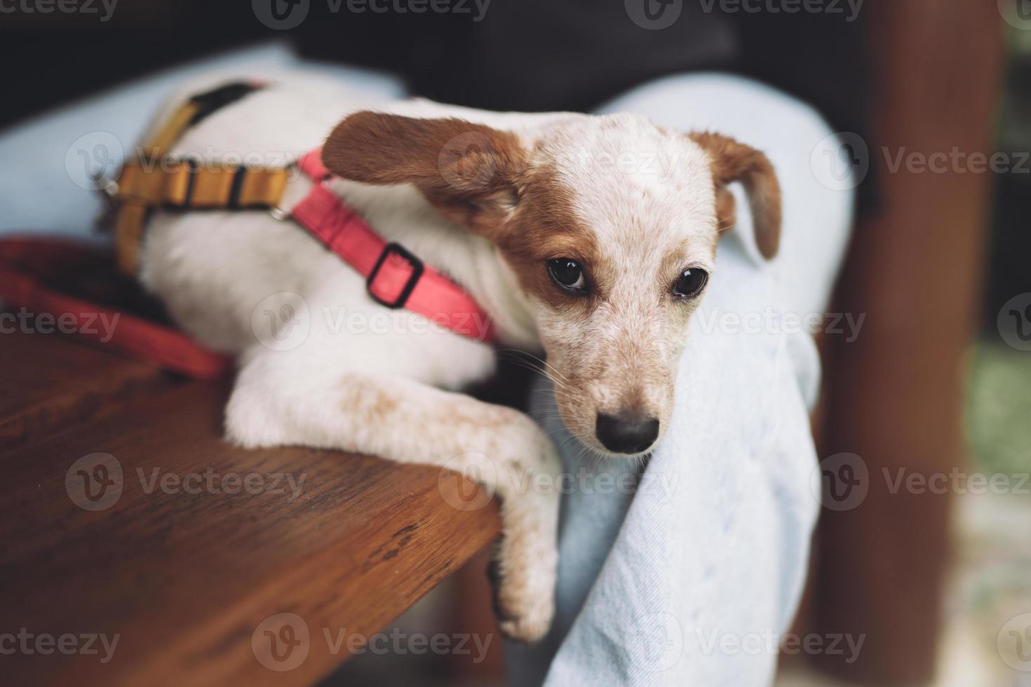 hermoso cachorrito descansando, durmiendo después de un día ajetreado. foto