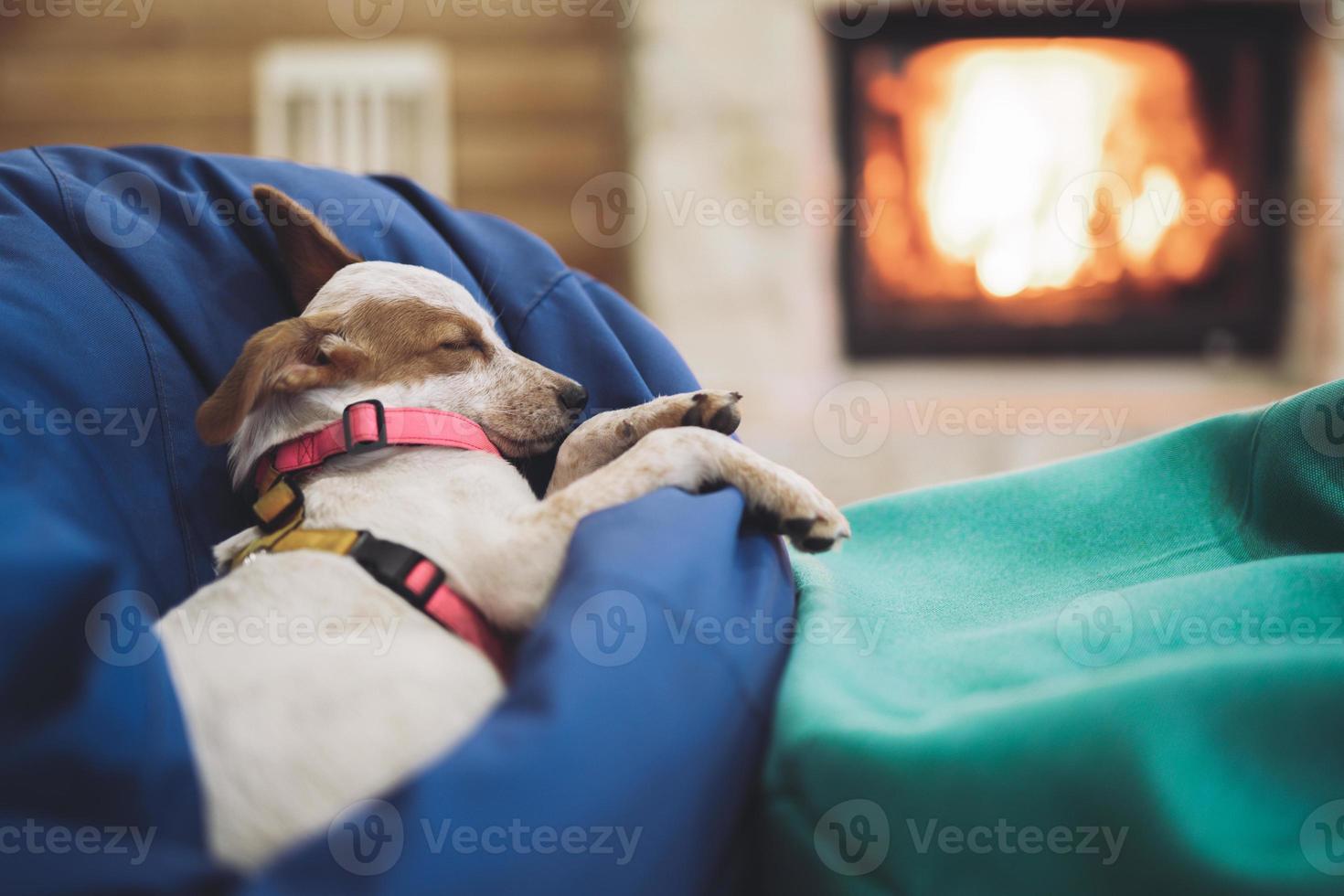 hermoso cachorrito descansando, durmiendo después de un día ajetreado. foto