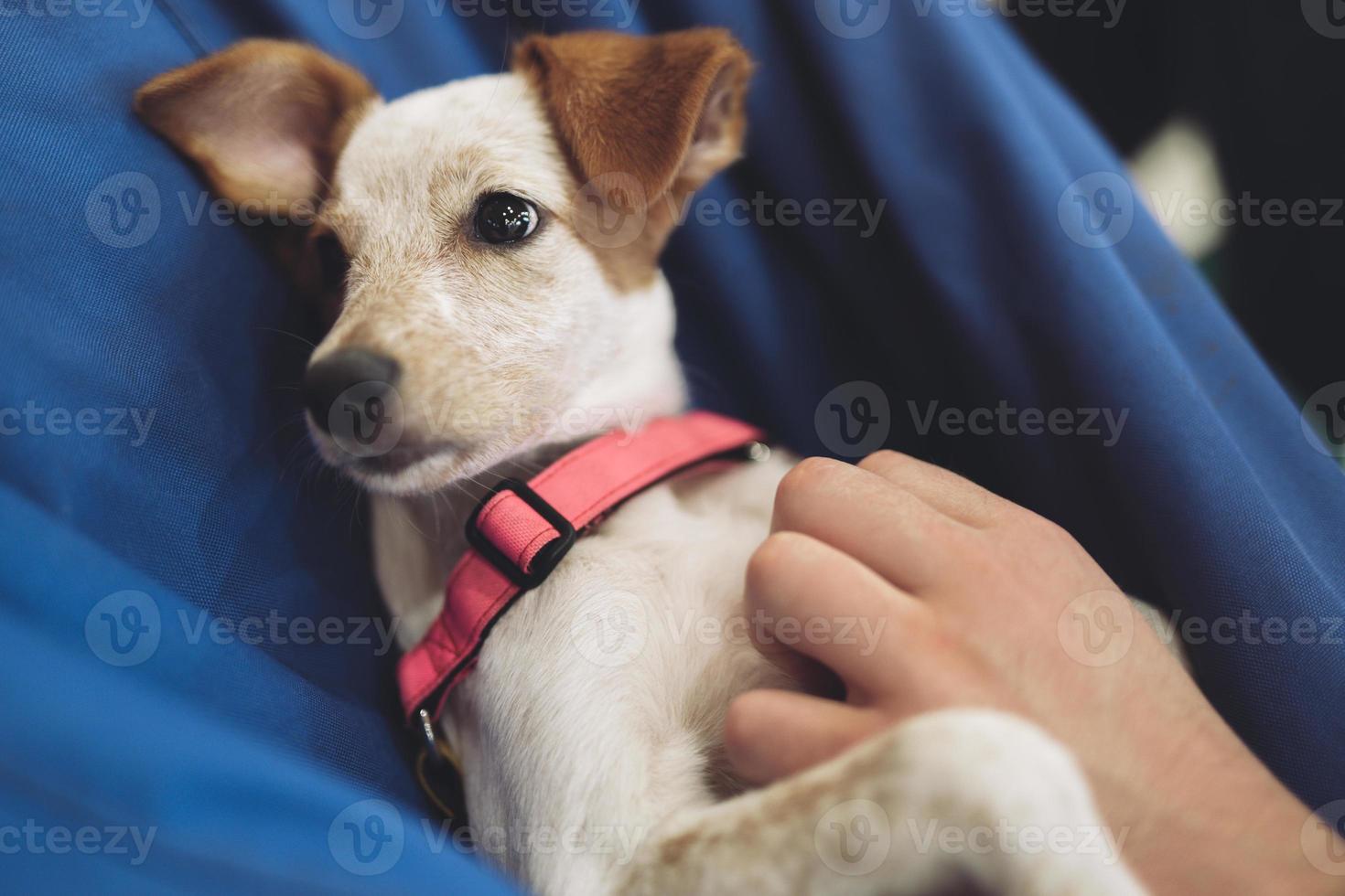 beautiful little puppy resting, sleeping after a busy day. photo