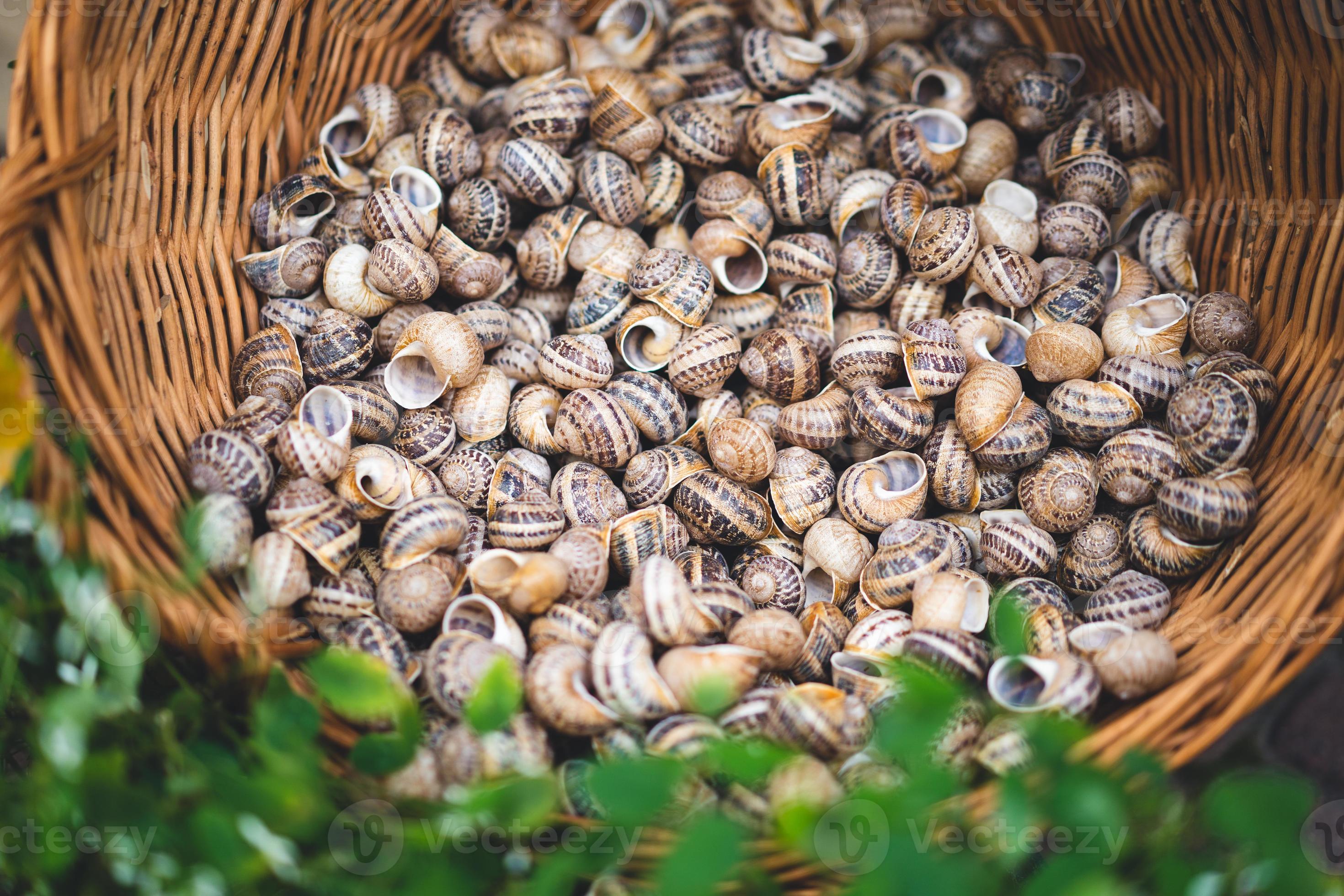 many shells from edible snails 17624136 Stock Photo at Vecteezy