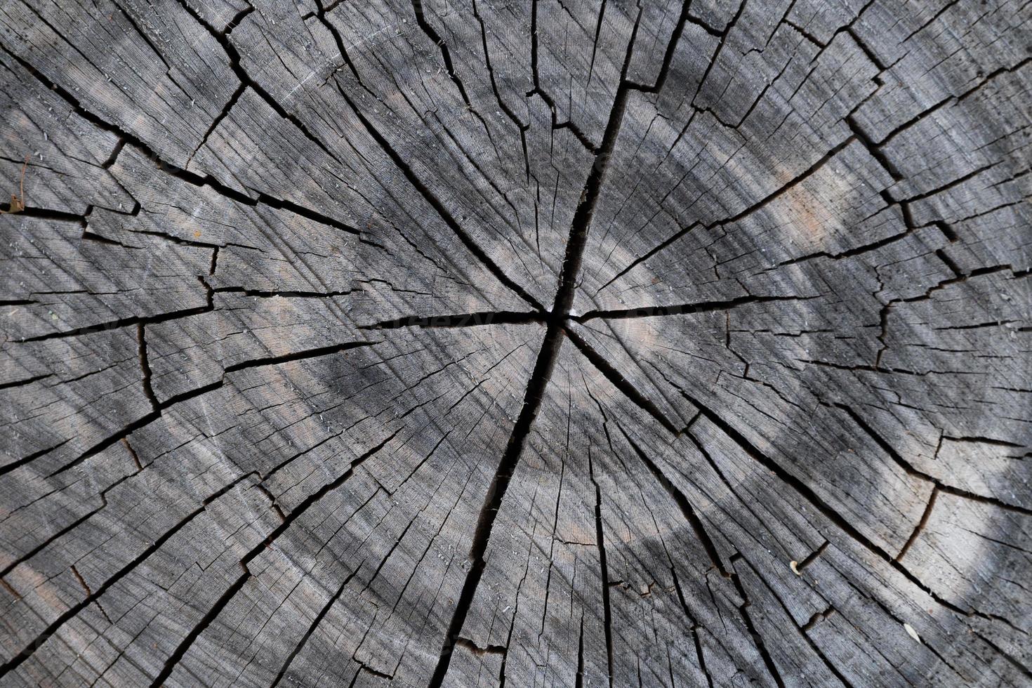 close up of wood texture with natural fibers, board material for construction photo