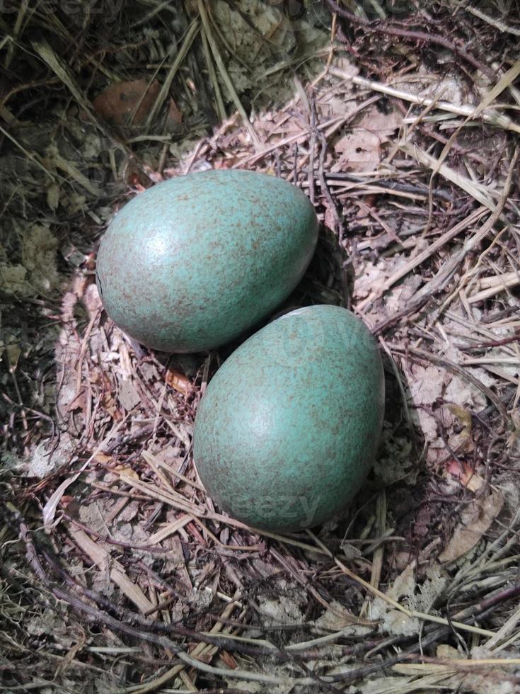 a pair of blue bird eggs in a nest in the forest on a tree. photo