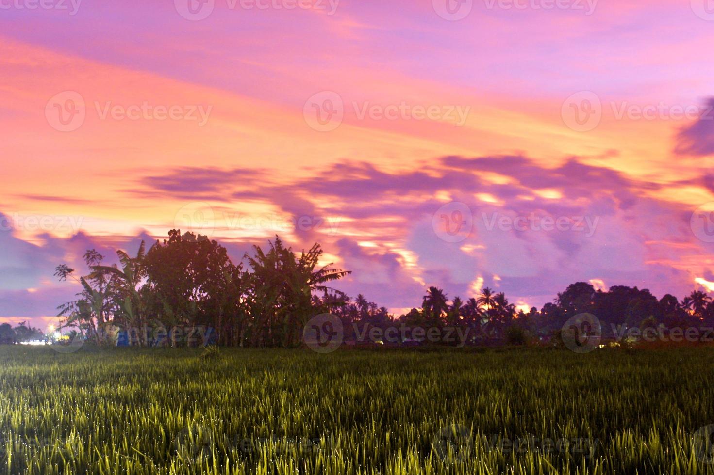 A beauty sunset over the rice field photo