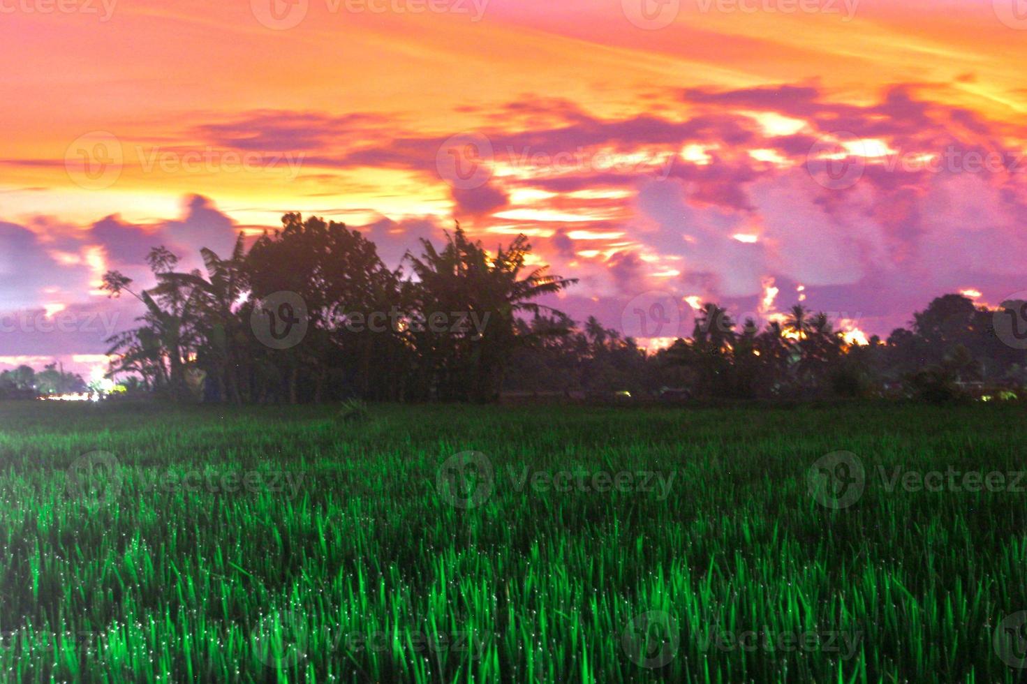 A beauty sunset over the rice field photo