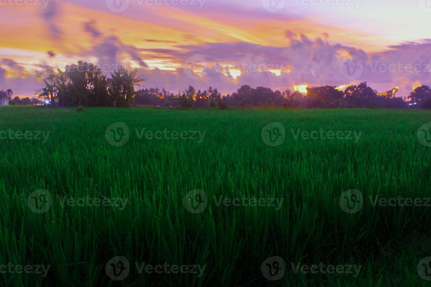 A beauty sunset over the rice field photo