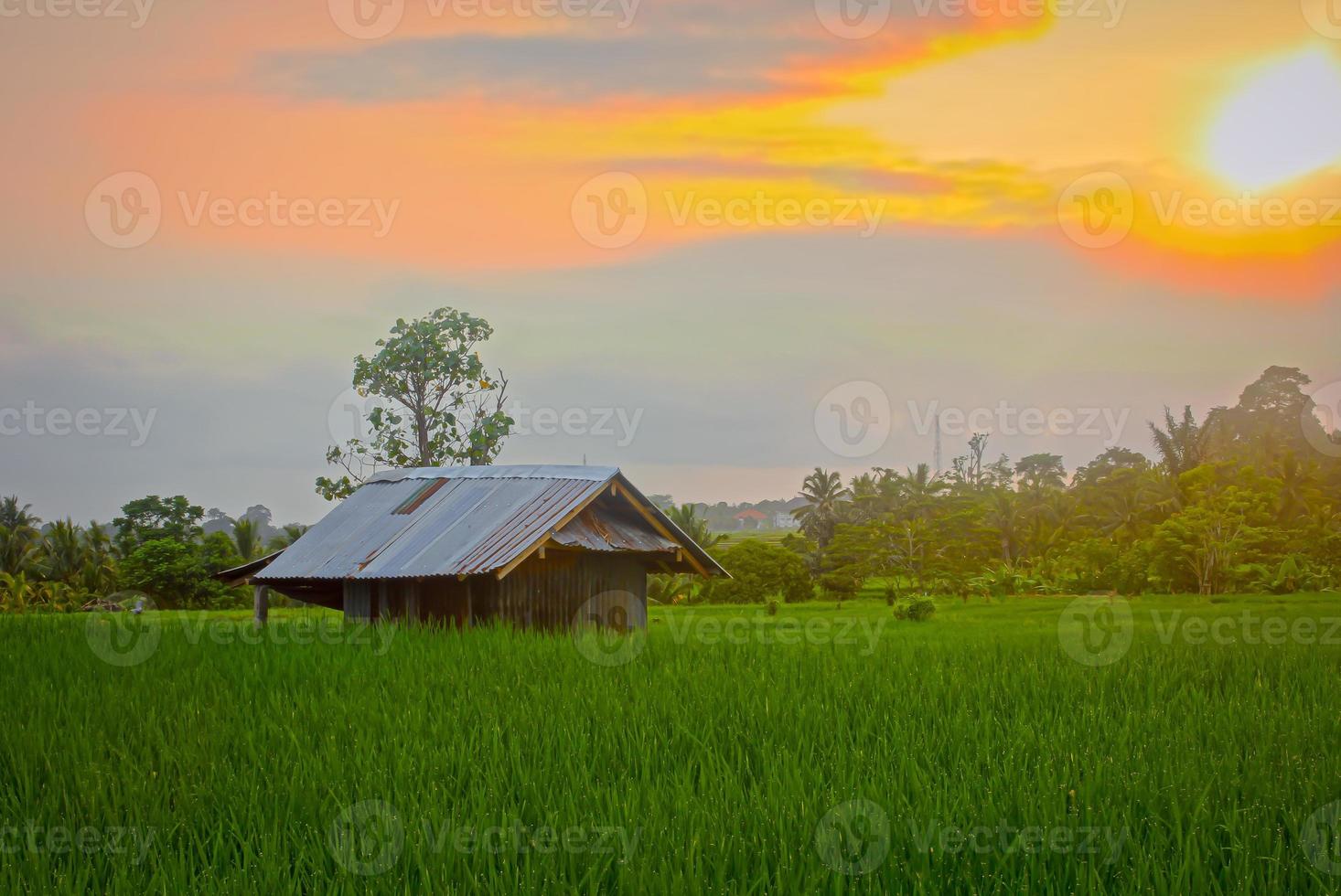 A beauty sunset on rice field photo