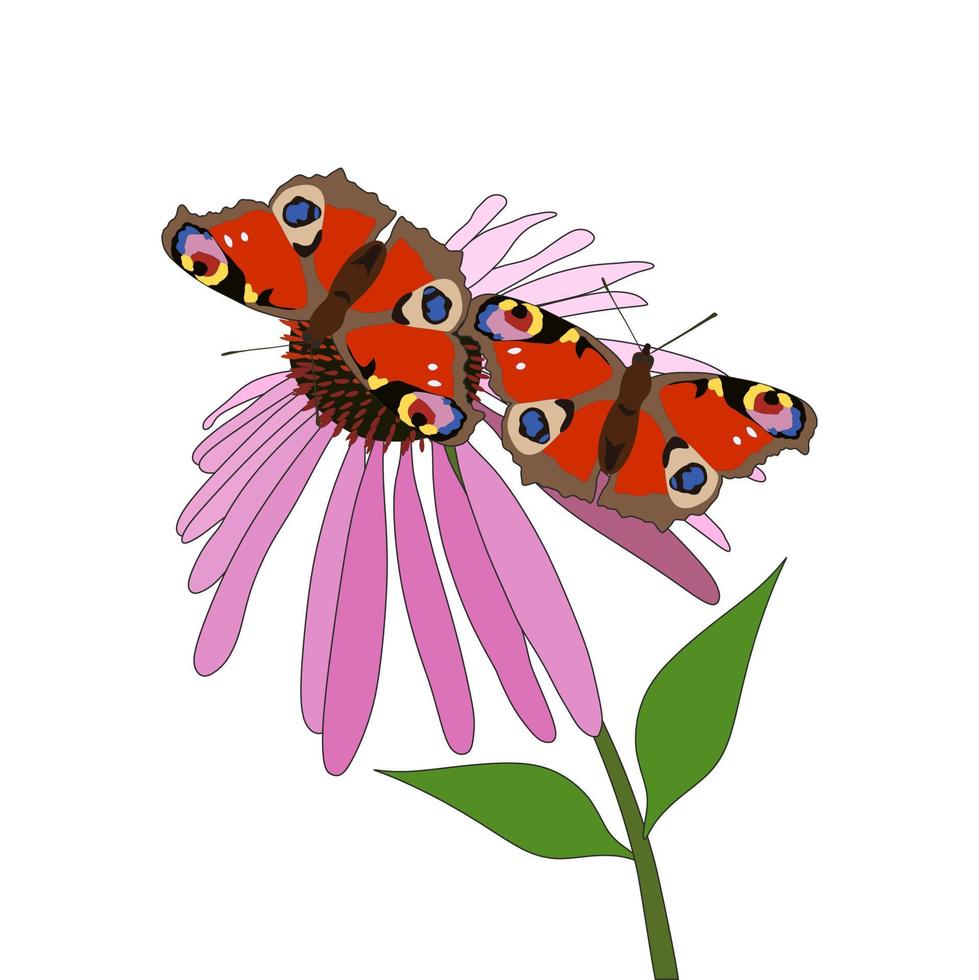 Two butterflies and blossom flower. Isolated on white background. Summer time. Bright and colorful card. vector