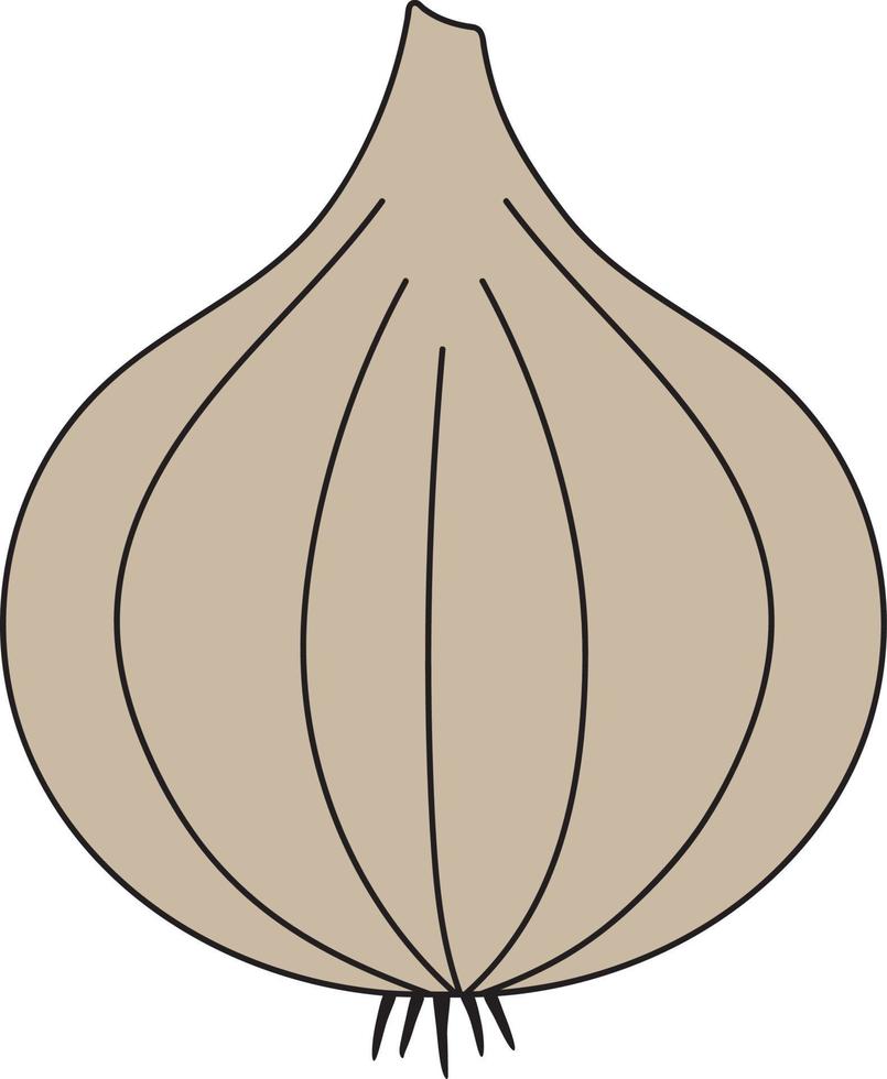 Illustration of an onion product to cook. vector