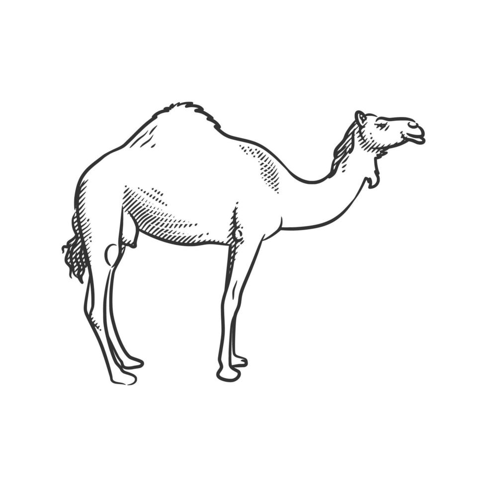 Camel line art black and white illustration vector