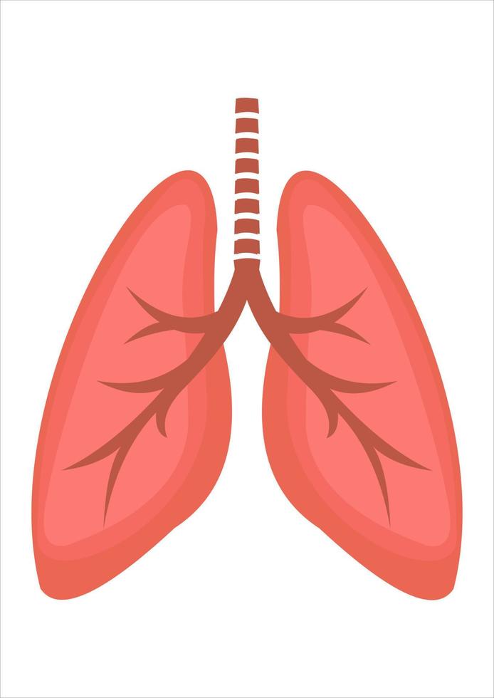 vector illustration of lungs. human body parts. respirator