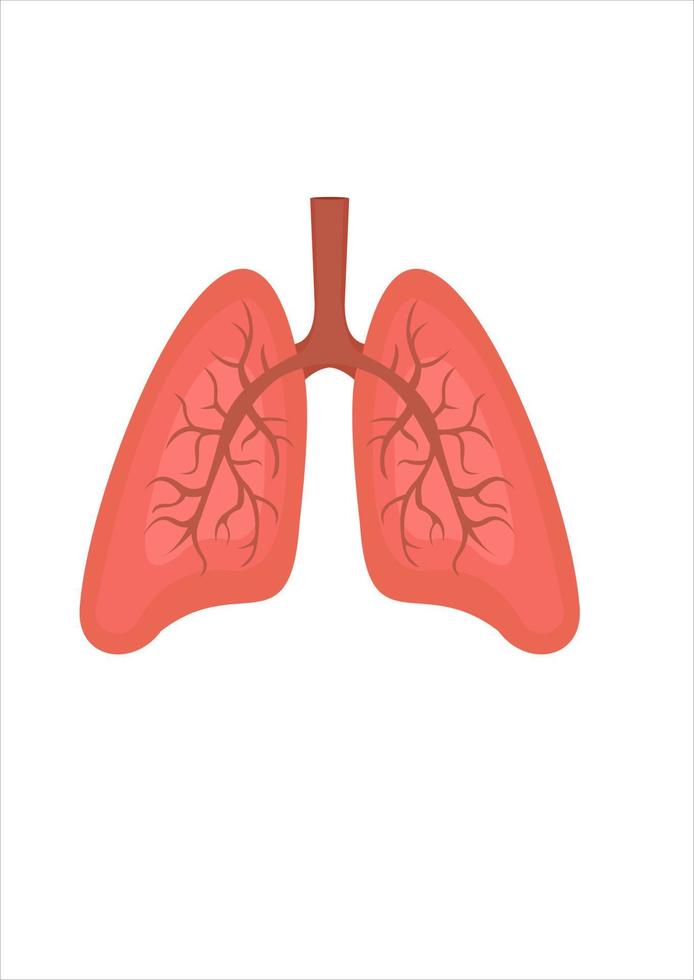 vector illustration of lungs. human body parts. respirator