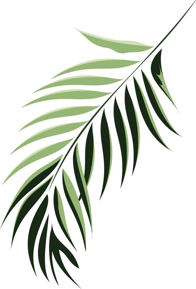 A green branch with thin green leaves that look like a feather vector