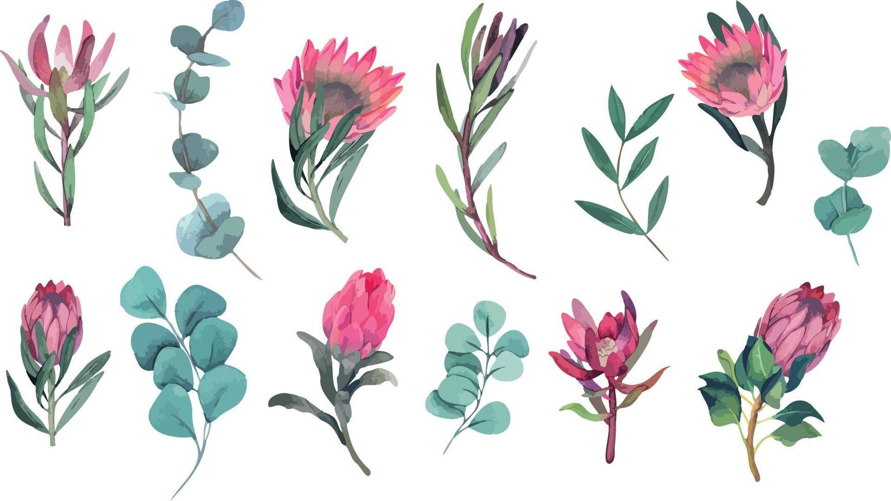 Vector watercolor set of magenta protea flowers and eucalyptus branches. Elements for fabric, textile, roll wallpaper, design, backgrounds, textures, digital paper