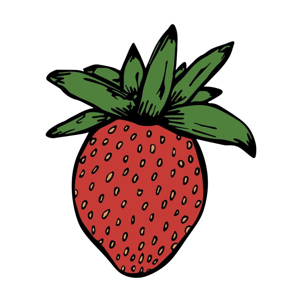Vector strawberry clipart. Hand drawn berry icon. Fruit illustration. For print, web, design, decor