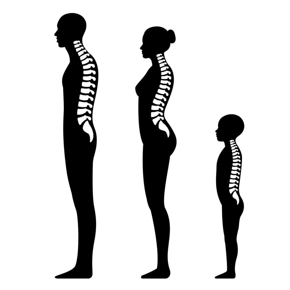 columna vertebral humana columna vertebral humana blanco y negro vector