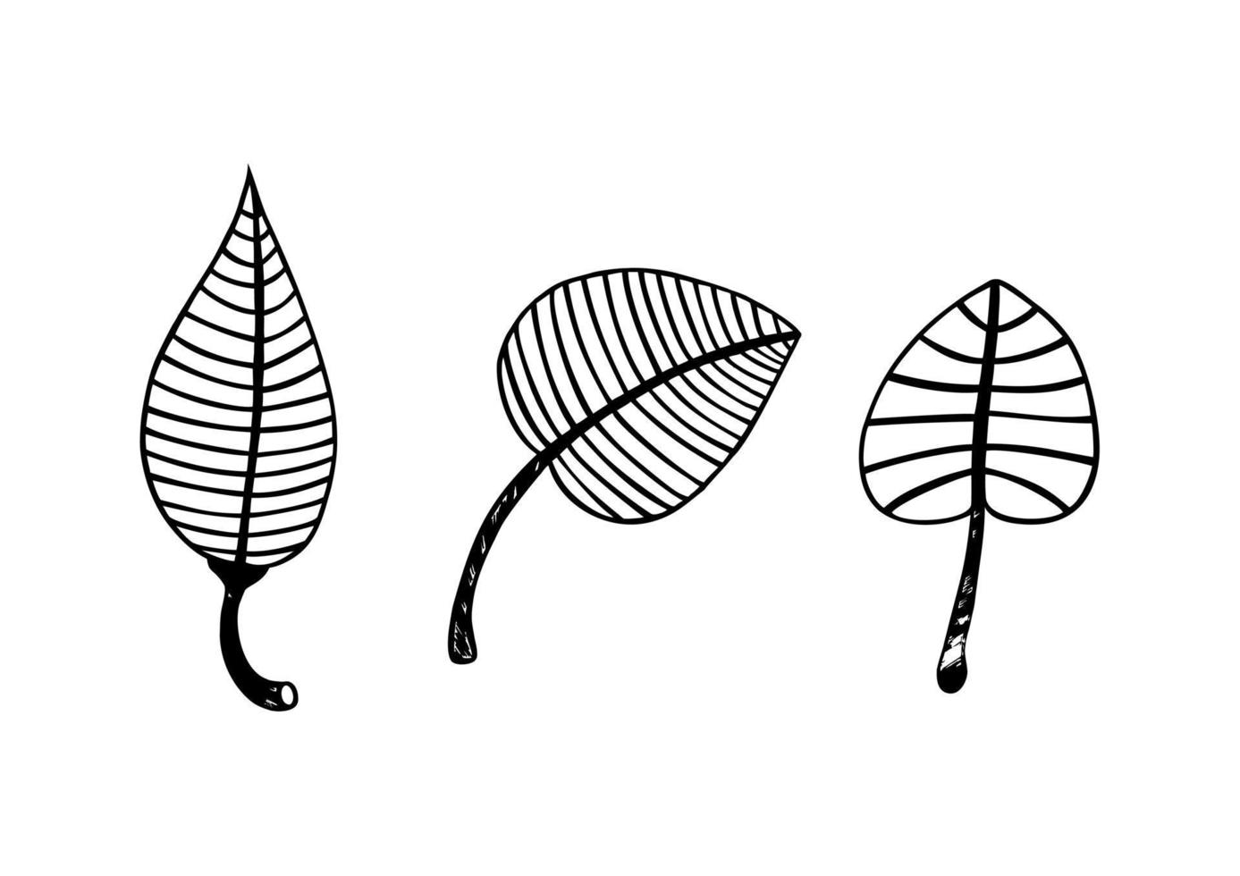 Hand drawn in doodle style leaf's. Linear and ornamental style. Simple pens drawing. Black and white colors. vector