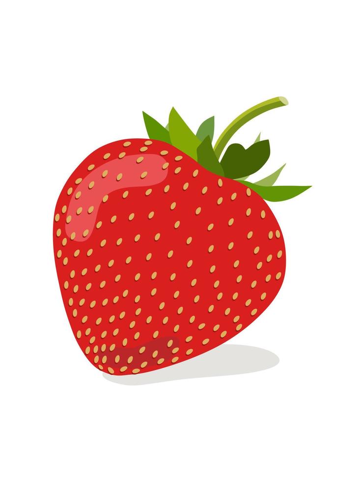 Hand drawn strawberry fruit illustration. vector