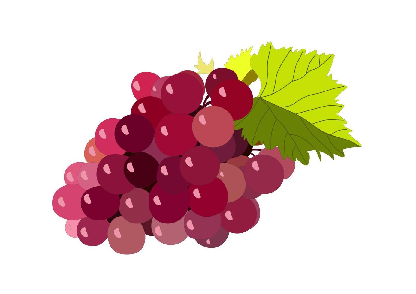 racimo de uvas púrpura realista sobre vector de fondo blanco.