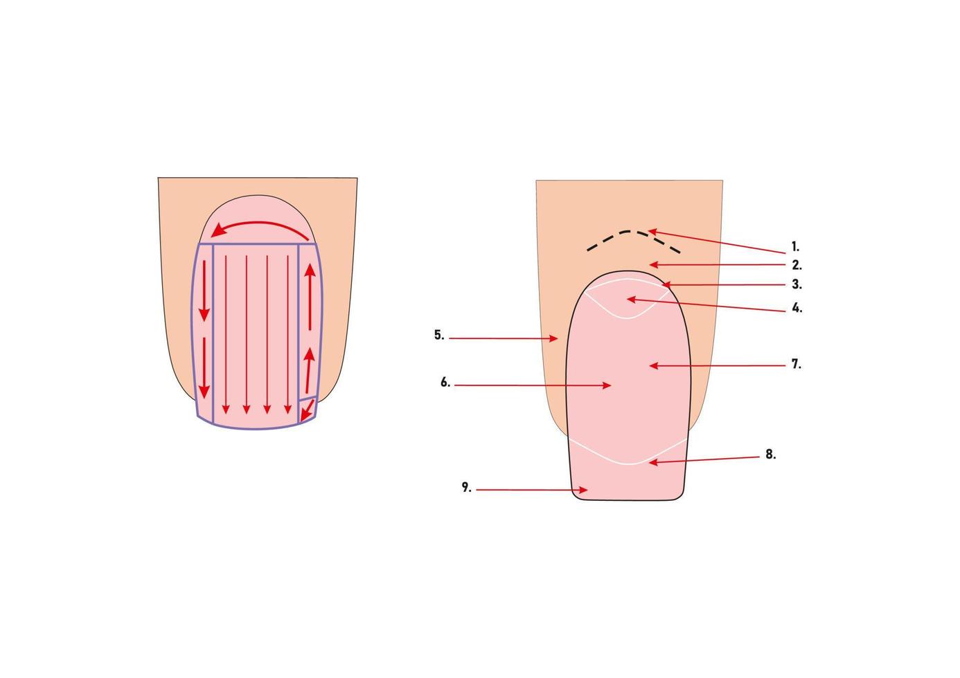 Manicure instructions. Vector illustration. Nails polish.