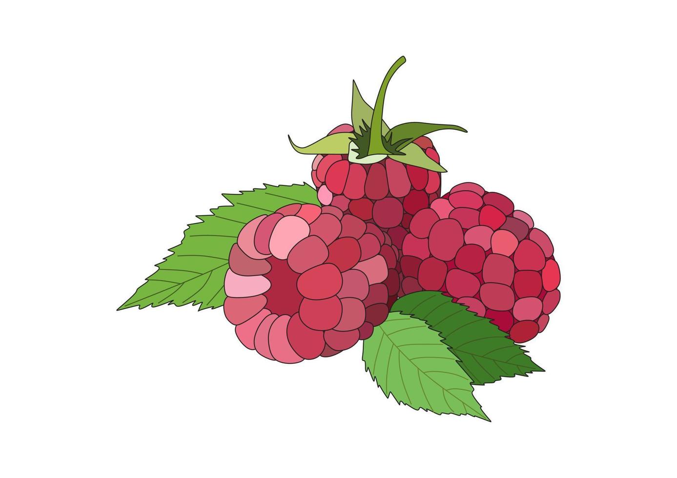 Fresh raspberry with leaves. Vector. Green and pink colors. Fresh. vector