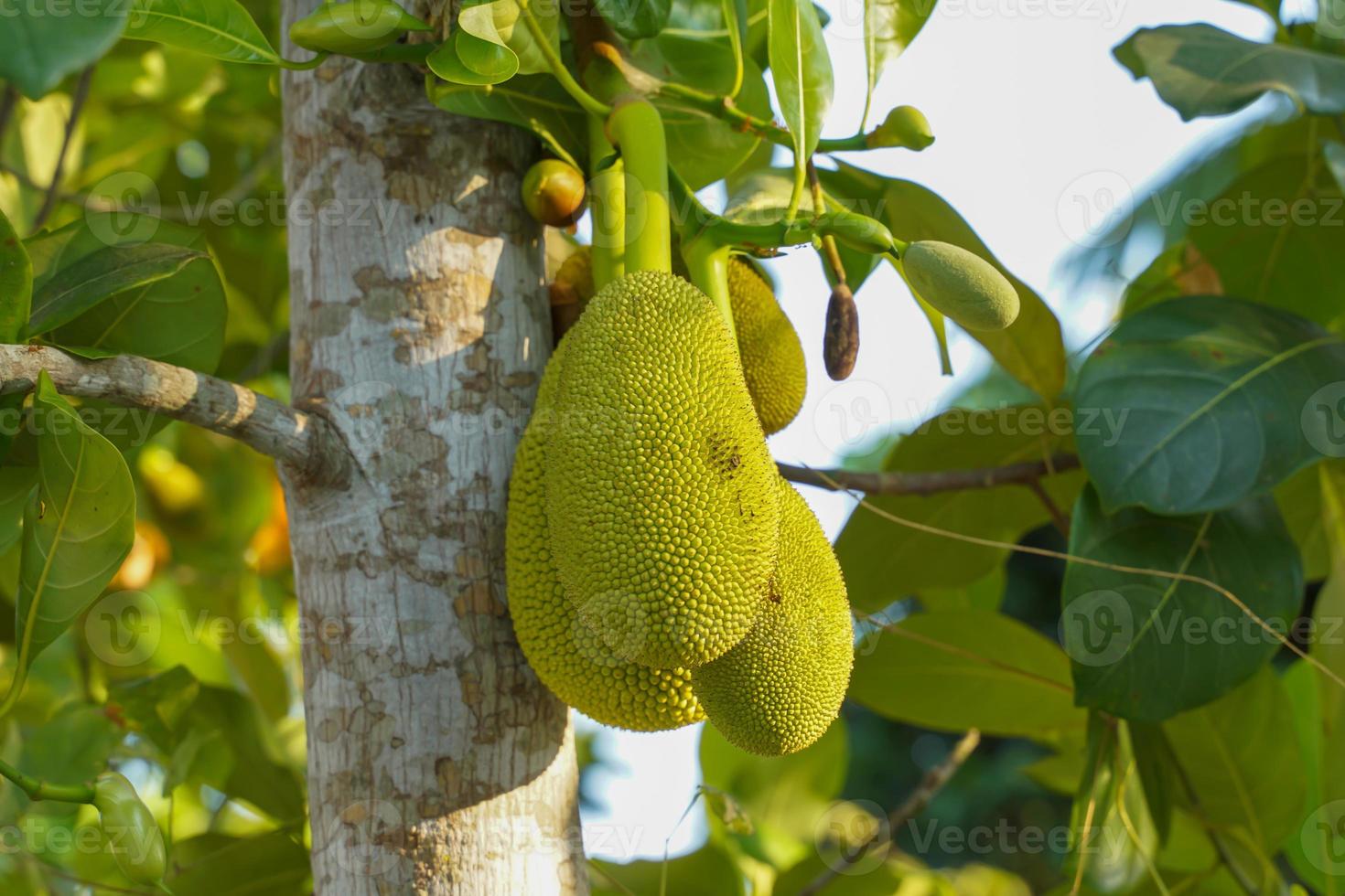 Jackfruit is a perennial plant. The trunk and branches when wounded have thick white latex. The fruit is a large sum, unripe fruit, green rind, blunt thorns. photo