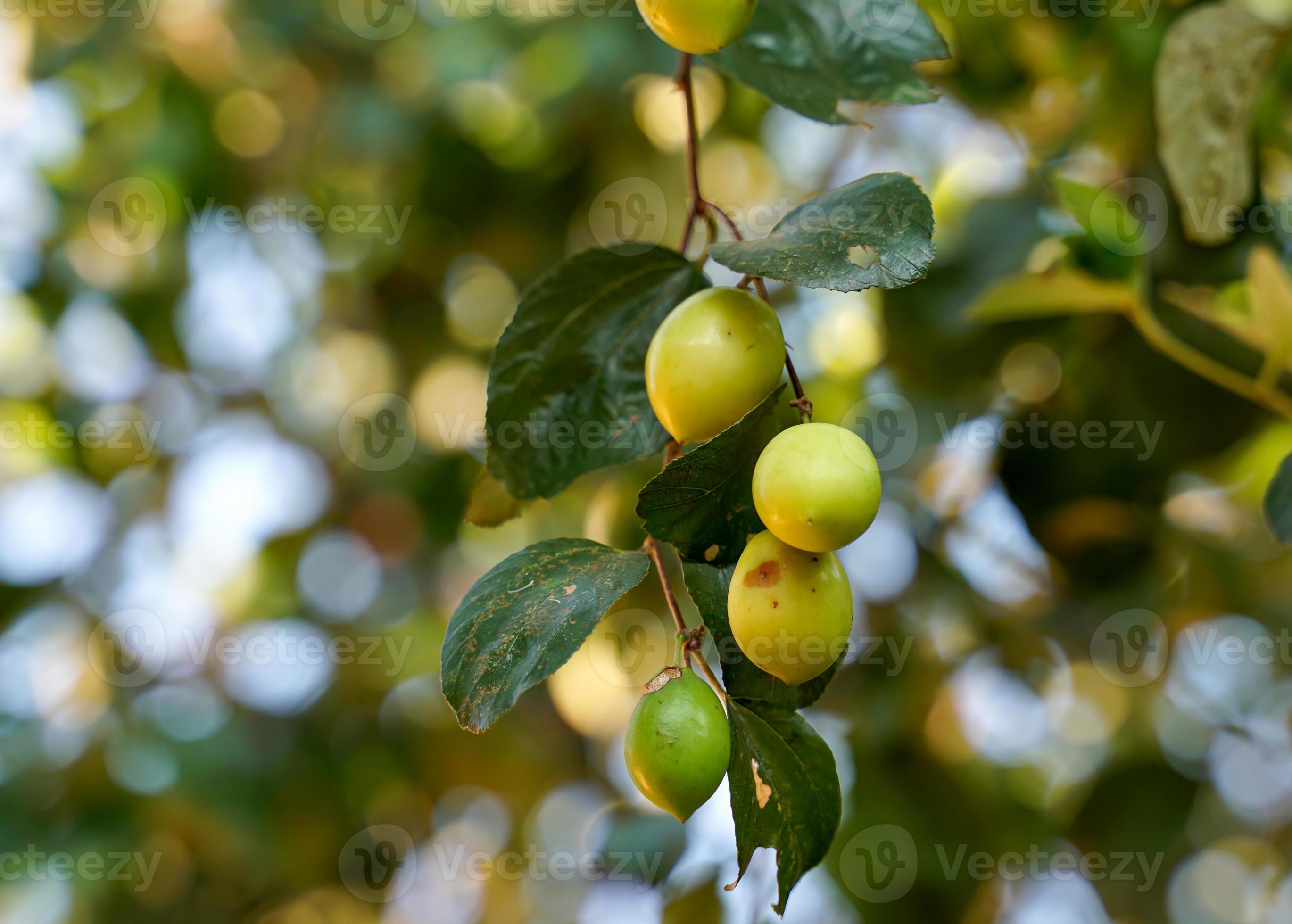 Jujube Tree Illustration