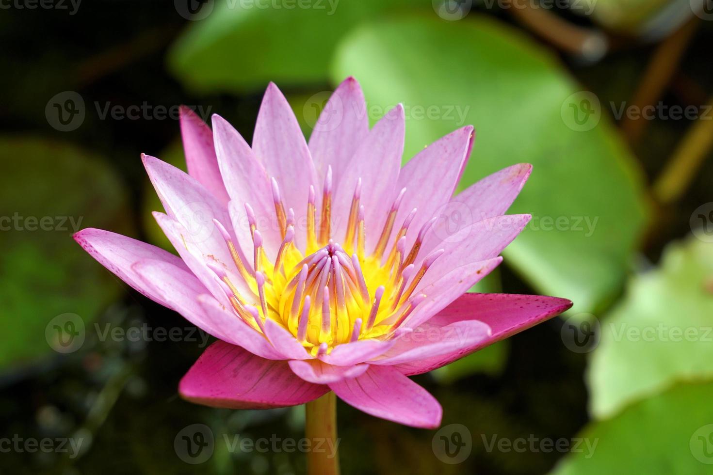 flor de loto rosa en la cuenca del loto plantada para decorar el lugar, jardín de flores, casa. Enfoque suave y selectivo. foto