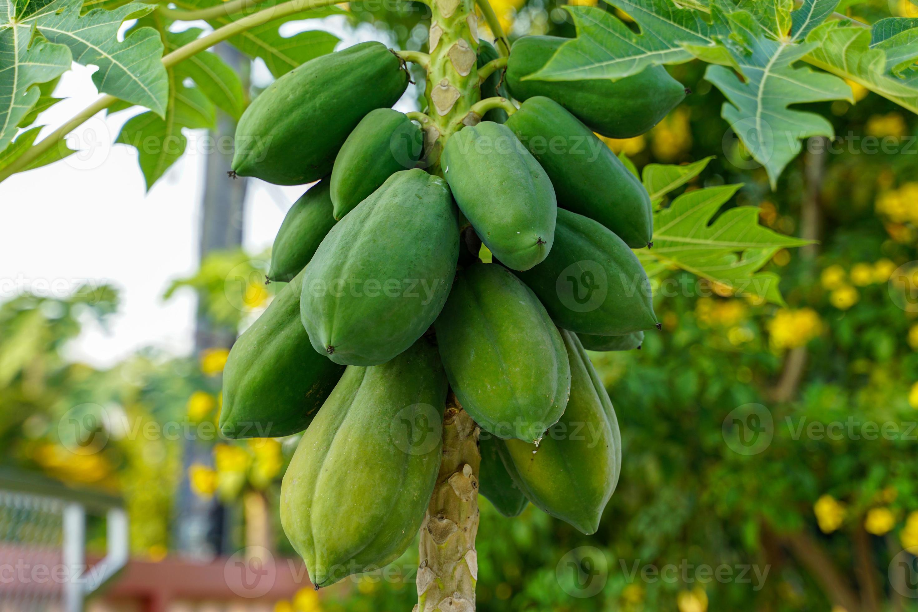 árbol de papaya en pleno fruto, plantado junto a la valla el fruto