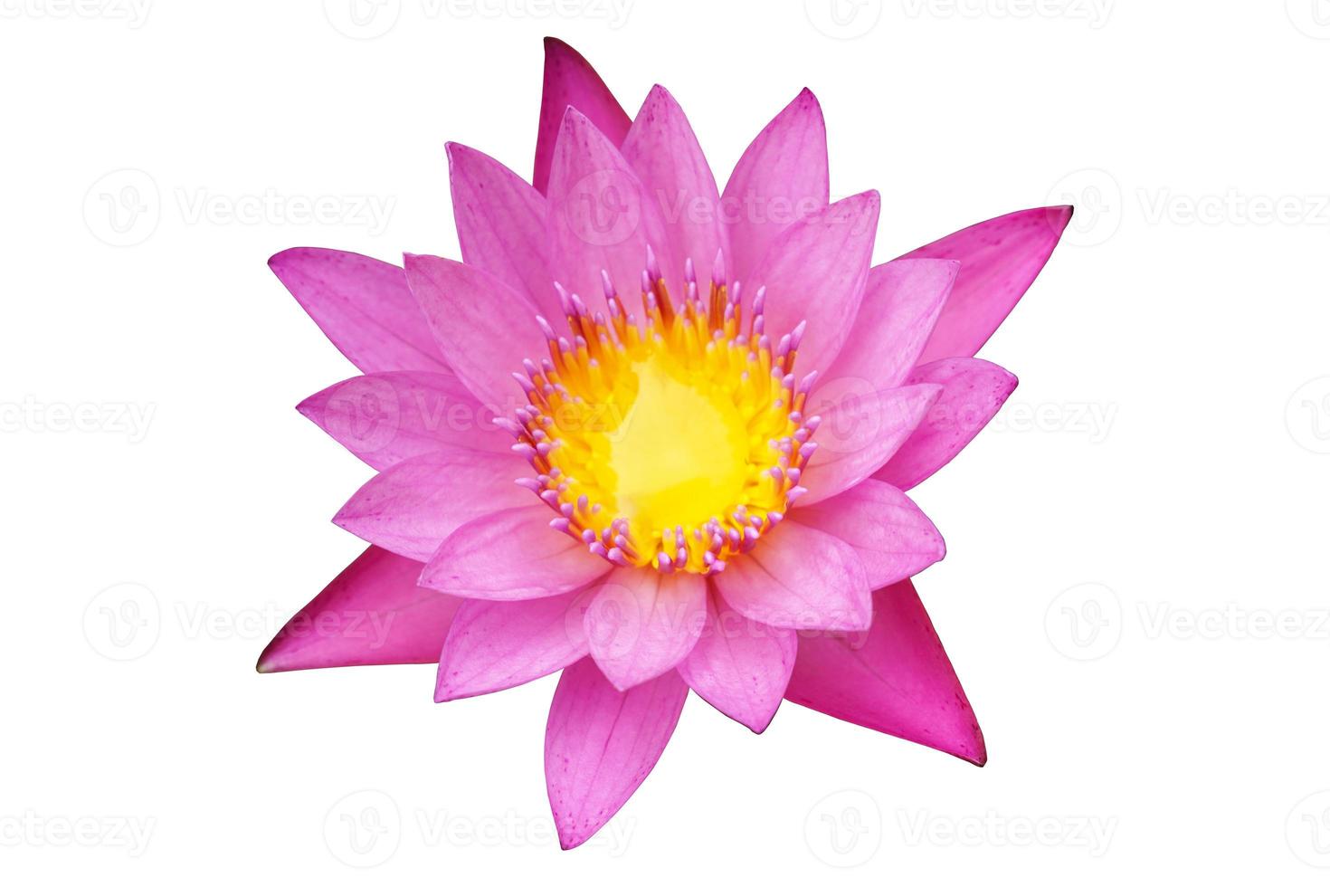 isolated pink lotus blossom on a white background, with clipping path. photo