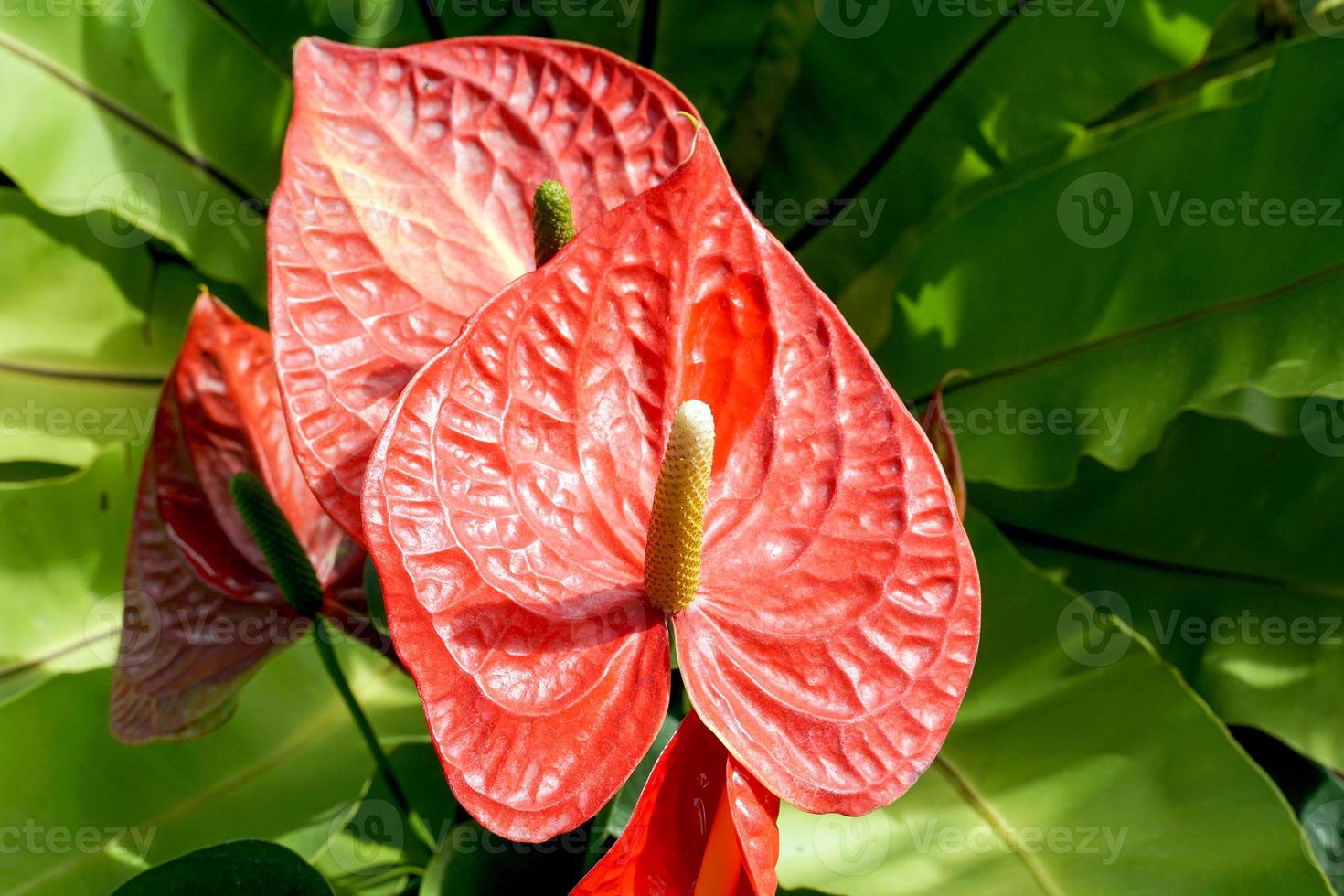 Las flores rojas de anturio en el jardín se cultivan comúnmente como plantas ornamentales y flores cortadas. enfoque suave y selectivo. foto