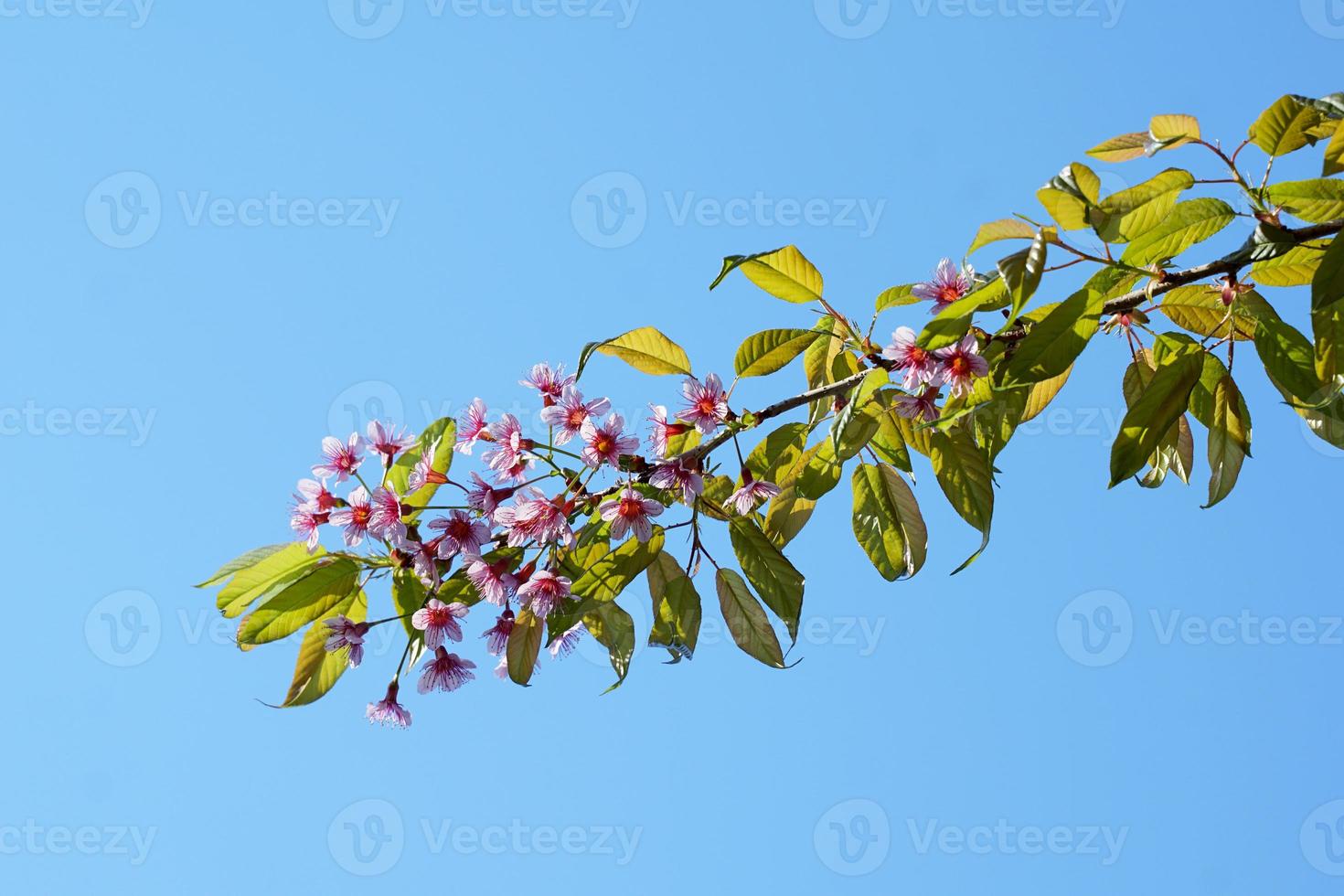 Wild Himalayan Cherry Blossom, Sour cherry or Sakura in Thailand. There are many shades in one flower. Light pink, dark pink, red pink, red on the evening sky background. photo