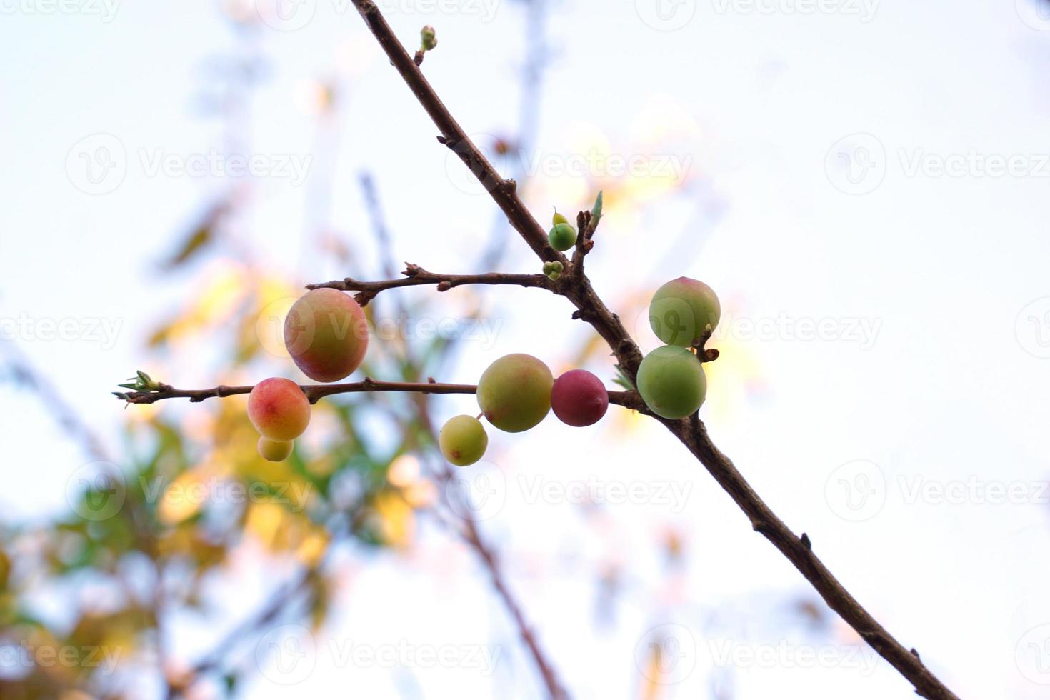 los ciruelos tienen frutos en drupa, por lo que se clasifican como frutos de hueso, con partes duras de endocarpio, tamaño, color y pulpa. dependiendo de la especie cultivada. foto