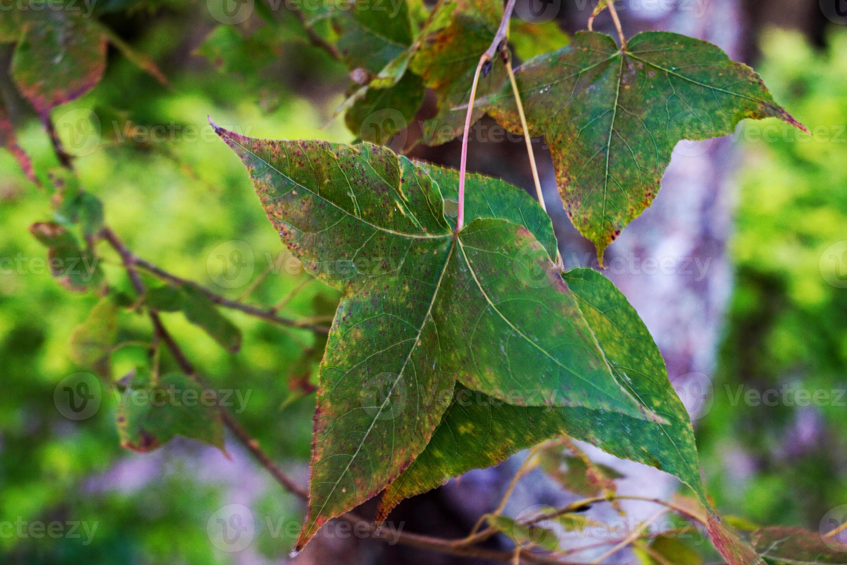 Maple leaves are shaped like five fingers spread apart in a lobe, 39
