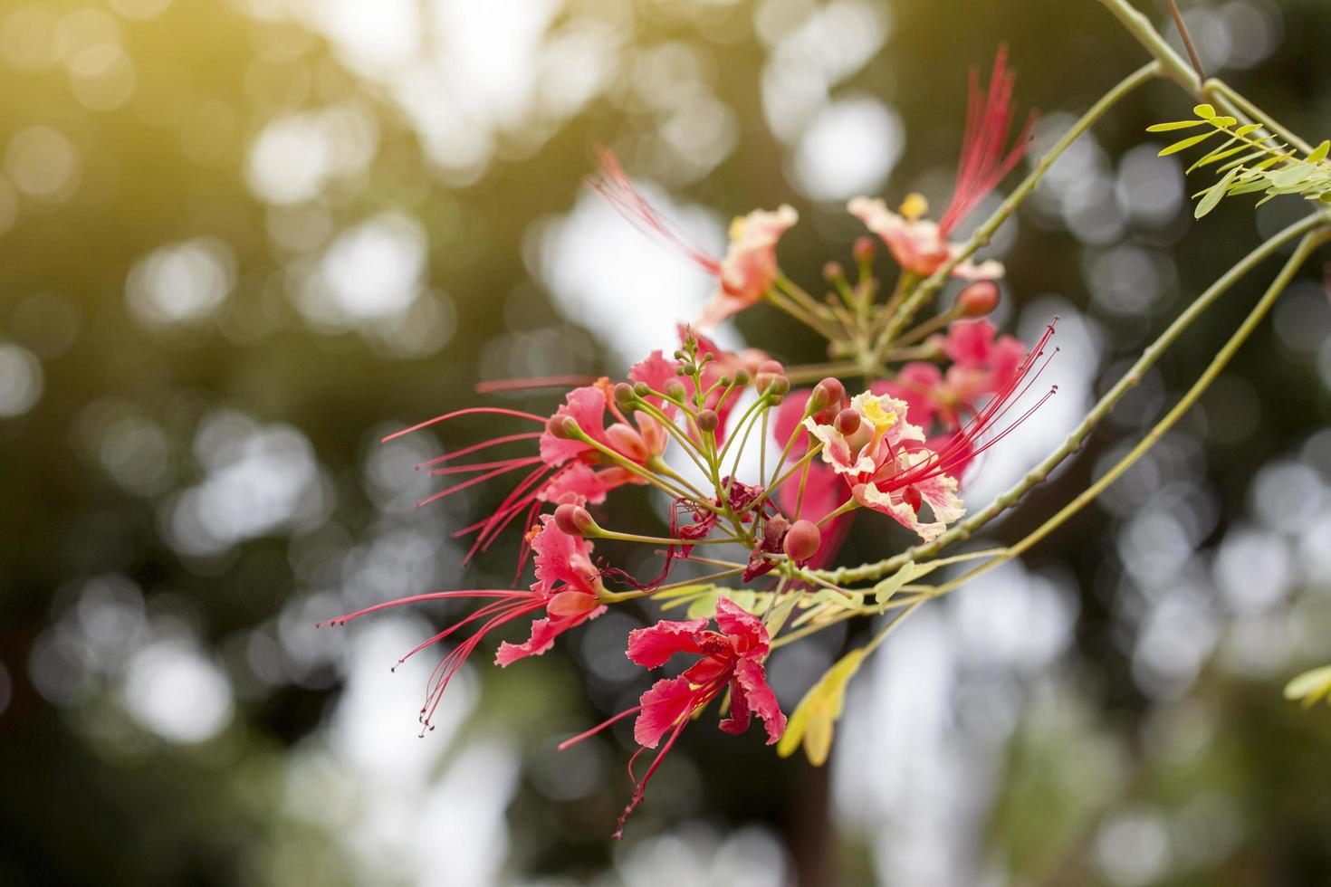 Flamebuoyant Tree or Flam of The Forest bouquet bloom with sunlight in the garden on blur nature background. photo
