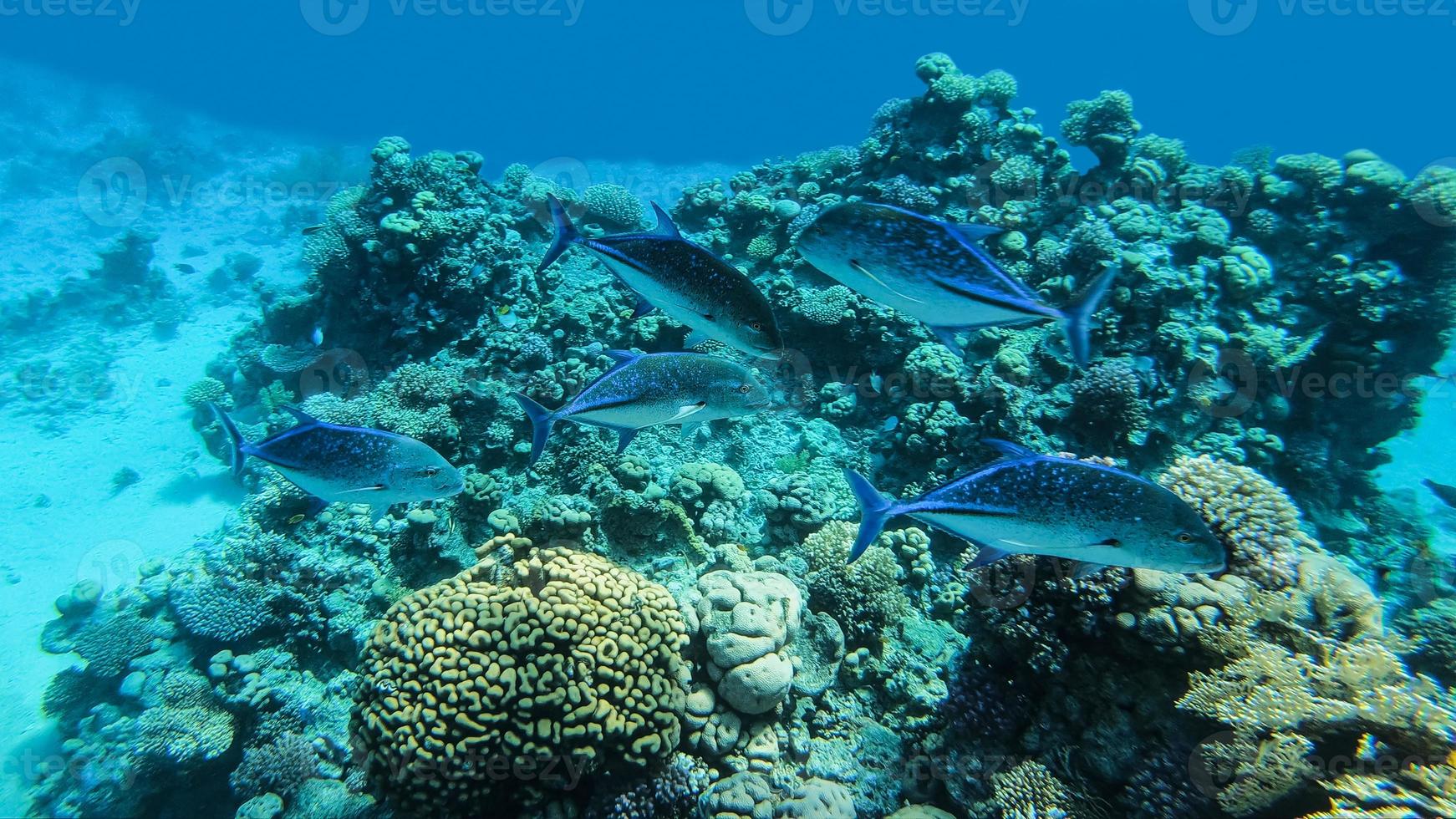 Bluefin Trevally, Caranx melampygus, a group of predatory fish hunted on a coral reef in the Red Sea. photo