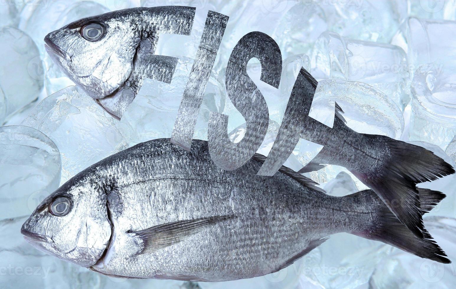 Fresh fish, Dorado fish, Creative text Fish on a background of ice cubes. photo